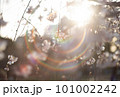 光の輪に包まれる幻想的な桜 101002242