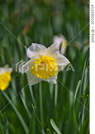 越前越廼ふるさと資料館のさくらの並木道 越前越廼ふるさと資料館のさくらの並木道 101002554