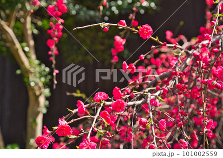 越前越廼ふるさと資料館のさくらの並木道 101002559