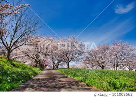 越前越廼ふるさと資料館のさくらの並木道 越前越廼ふるさと資料館のさくらの並木道 101002562