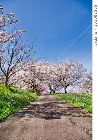 越前越廼ふるさと資料館のさくらの並木道 101002565