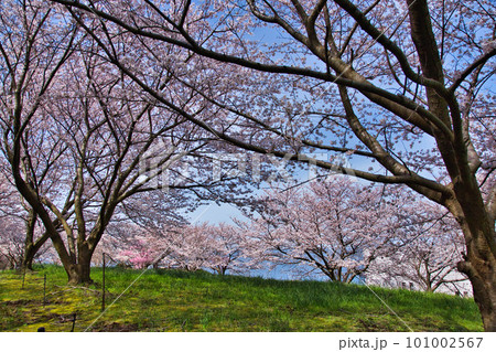 越前越廼ふるさと資料館のさくらの並木道 越前越廼ふるさと資料館のさくらの並木道 101002567