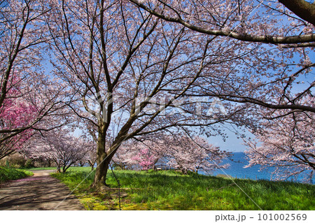 越前越廼ふるさと資料館のさくらの並木道 101002569