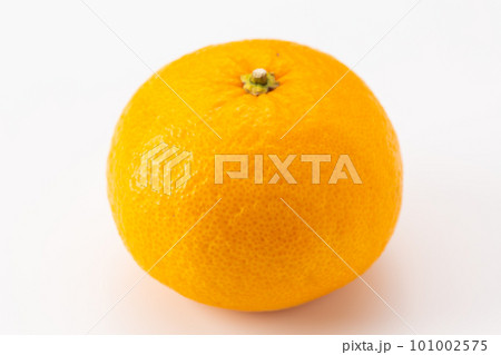 スルガエレガント（甘夏・文旦） 101002575