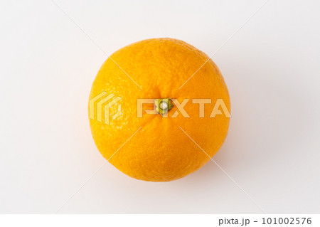 スルガエレガント（甘夏・文旦） 101002576