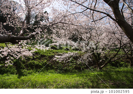 越前越廼ふるさと資料館のさくらの並木道 101002595