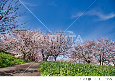 越前越廼ふるさと資料館のさくらの並木道 101002599