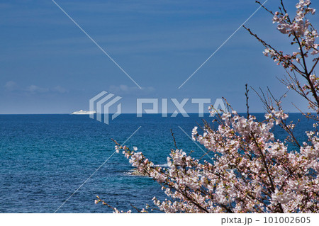 越前越廼ふるさと資料館のさくらの並木道 101002605