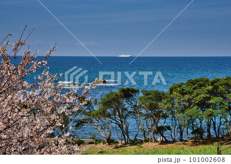 越前越廼ふるさと資料館のさくらの並木道 101002608