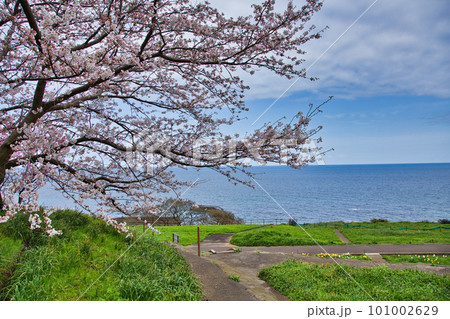 越前越廼ふるさと資料館のさくらの並木道 越前越廼ふるさと資料館のさくらの並木道 101002629