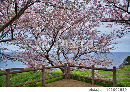 越前越廼ふるさと資料館のさくらの並木道 101002630