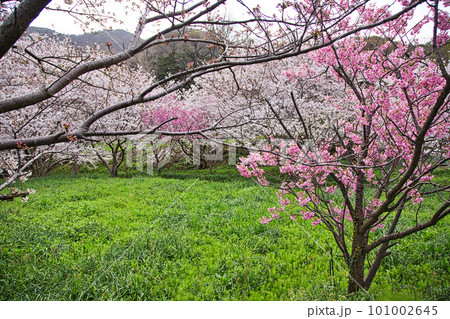 越前越廼ふるさと資料館のさくらの並木道 101002645