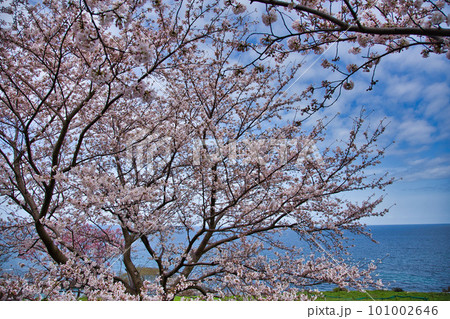 越前越廼ふるさと資料館のさくらの並木道 越前越廼ふるさと資料館のさくらの並木道 101002646