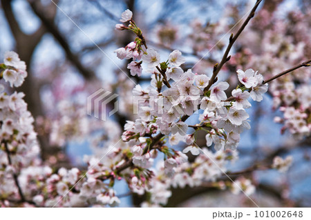 越前越廼ふるさと資料館のさくらの並木道 越前越廼ふるさと資料館のさくらの並木道 101002648