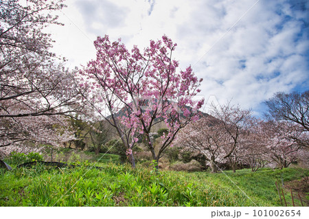 越前越廼ふるさと資料館のさくらの並木道 越前越廼ふるさと資料館のさくらの並木道 101002654