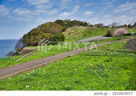越前越廼ふるさと資料館のさくらの並木道 101002657