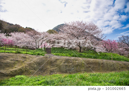 越前越廼ふるさと資料館のさくらの並木道 101002665