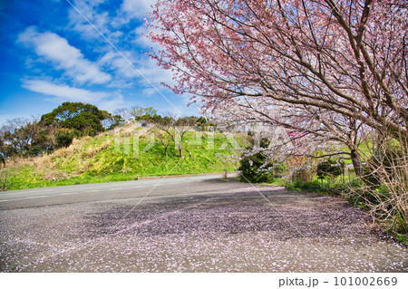 越前越廼ふるさと資料館のさくらの並木道 101002669
