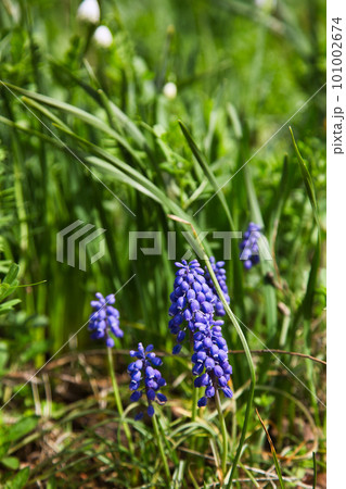 越前越廼ふるさと資料館のさくらの並木道 101002674