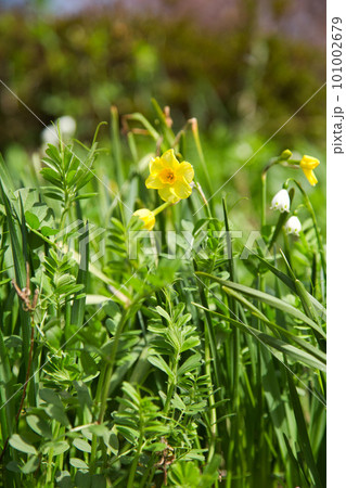 越前越廼ふるさと資料館のさくらの並木道 101002679