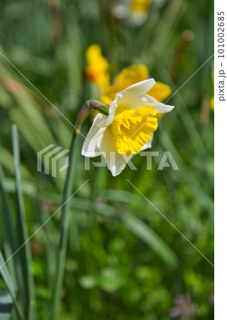 越前越廼ふるさと資料館のさくらの並木道 101002685