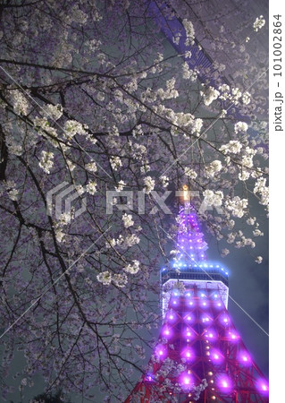 ライトアップされた夜桜と桜色東京タワー ライトアップされた夜桜と桜色東京タワー 101002864