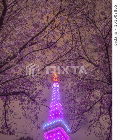 ライトアップされた夜桜と桜色東京タワー ライトアップされた夜桜と桜色東京タワー 101002865
