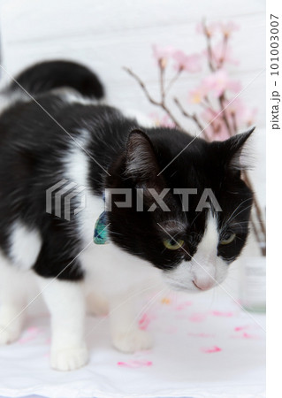 桜とハチワレ猫2 101003007