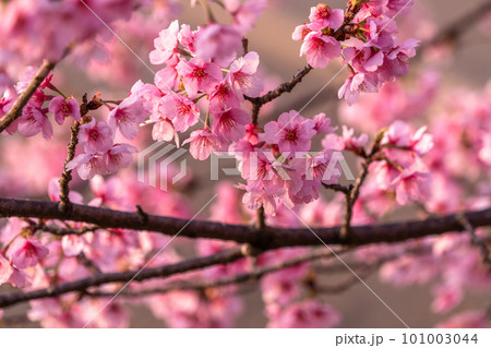 《埼玉県》美しい安行寒桜の桜並木・北浅羽桜堤公園 101003044