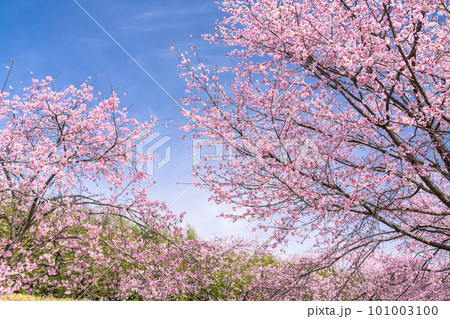 《埼玉県》美しい安行寒桜の桜並木・北浅羽桜堤公園 101003100