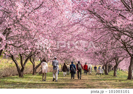 《埼玉県》美しい安行寒桜の桜並木・北浅羽桜堤公園 101003101