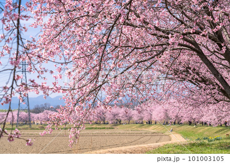 《埼玉県》美しい安行寒桜の桜並木・北浅羽桜堤公園 101003105