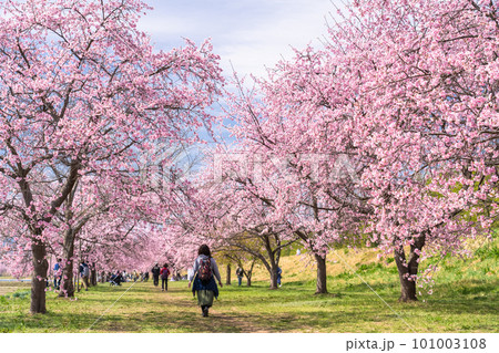 《埼玉県》美しい安行寒桜の桜並木・北浅羽桜堤公園 101003108