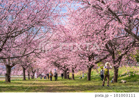 《埼玉県》美しい安行寒桜の桜並木・北浅羽桜堤公園 《埼玉県》美しい安行寒桜の桜並木・北浅羽桜堤公園 101003111