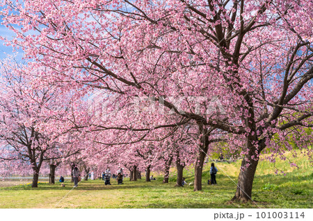 《埼玉県》美しい安行寒桜の桜並木・北浅羽桜堤公園 101003114
