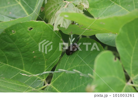 葉の陰でじっとしているコガネムシ 101003261