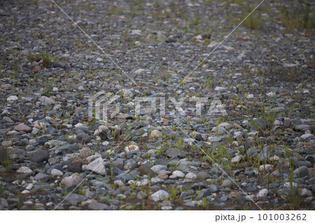 コチドリの雛を探せ！ 101003262