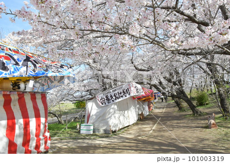 春の宮川堤 春の宮川堤 101003319