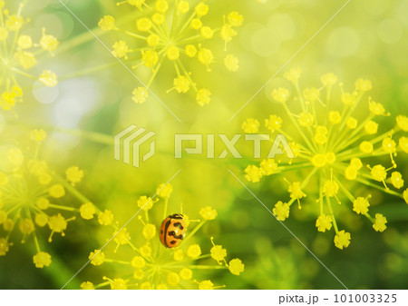 黄色 イエロー 黄色い 101003325