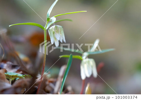 早春に鐘形の花を咲かせるコシノコバイモソウ 早春に鐘形の花を咲かせるコシノコバイモソウ 101003374