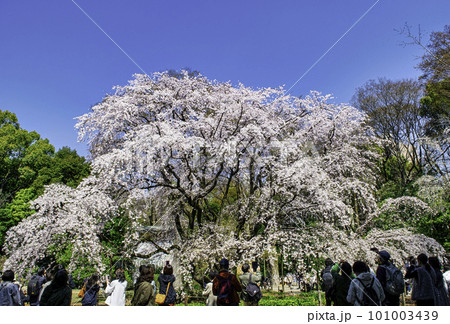 東京都 六義園 満開の枝垂れ桜 東京都 六義園 満開の枝垂れ桜 101003439