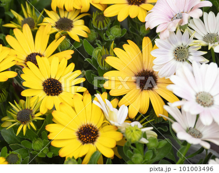 オステオスペルマム 101003496