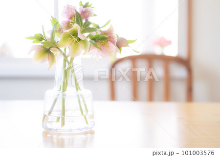 窓辺に置かれた花瓶に生けられたクリスマスローズ【春】 窓辺に置かれた花瓶に生けられたクリスマスローズ【春】 101003576