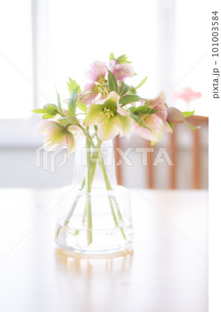 窓辺に置かれた花瓶に生けられたクリスマスローズ【春】 窓辺に置かれた花瓶に生けられたクリスマスローズ【春】 101003584