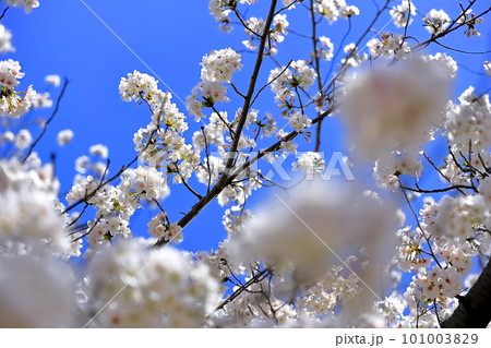 桜と青空 101003829