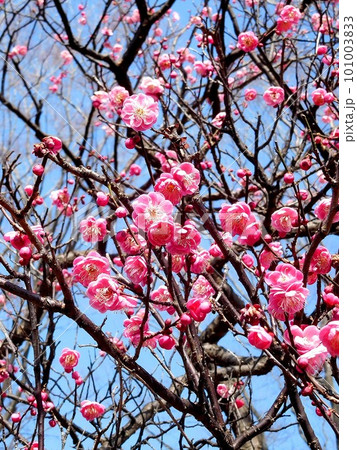 青空と美しく咲いた梅の花　唐梅　トウバイ 101003833