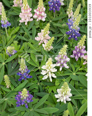 ルピナスの花 ルピナスの花 101003939