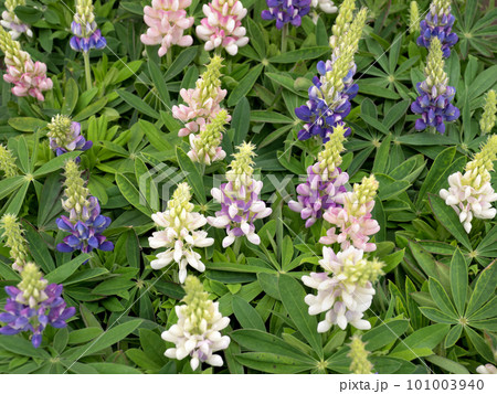 ルピナスの花 101003940