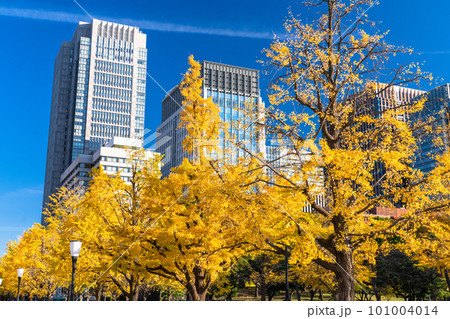 《東京都》秋の東京丸の内・色づくイチョウの行幸通り 101004014