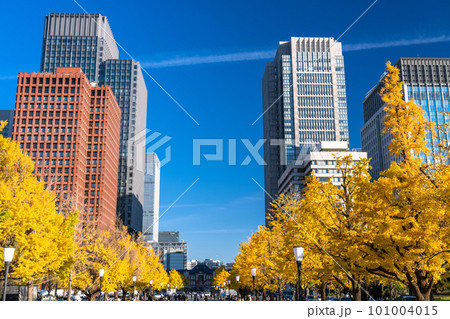 《東京都》秋の東京丸の内・色づくイチョウの行幸通り 101004015